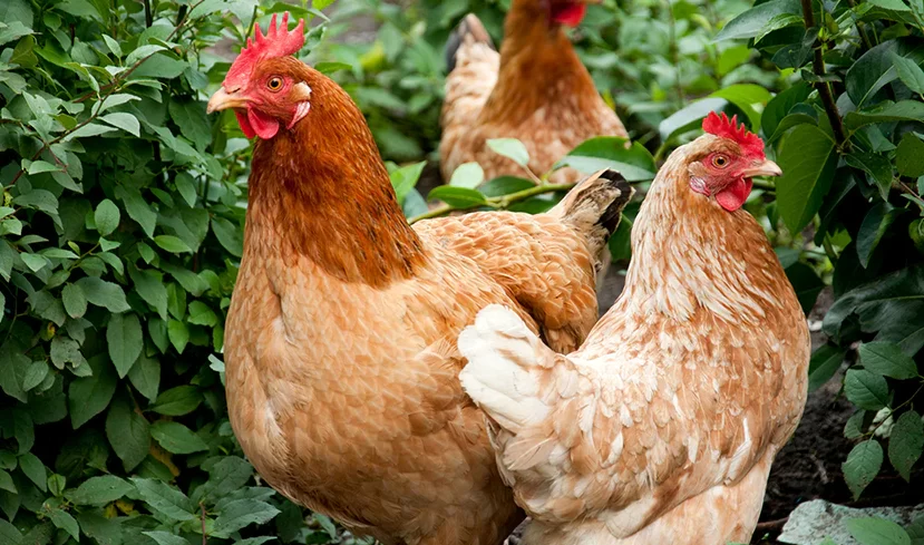 giống gà isa nâu