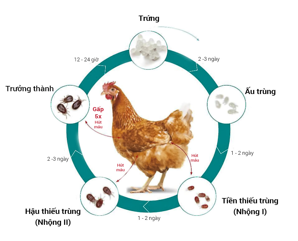 vòng đời mạt gà-vn