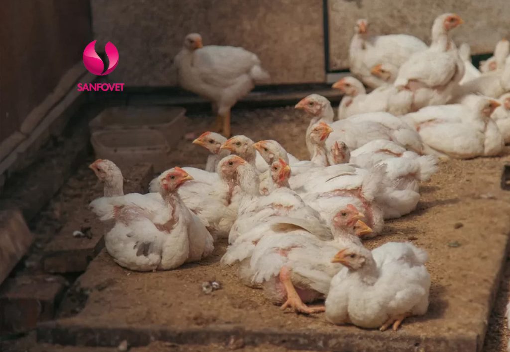 gà bị thương hàn