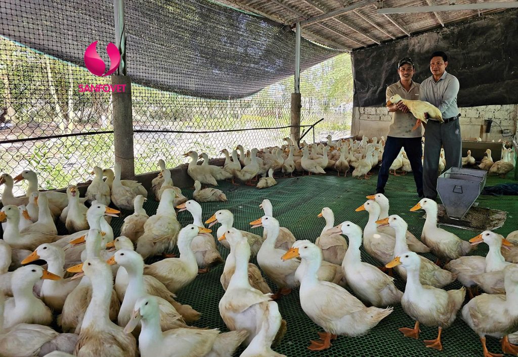 bệnh adeno trên vịt