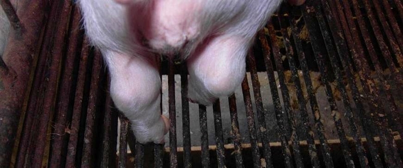 bệnh glasser ở lợn