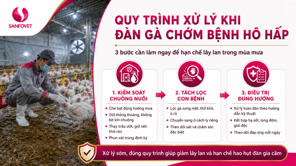 Quy trình 3 bước giúp kiểm soát bệnh hô hấp trên gia cầm mùa mưa: kiểm soát môi trường, tách lọc con bệnh và điều trị đúng phác đồ.