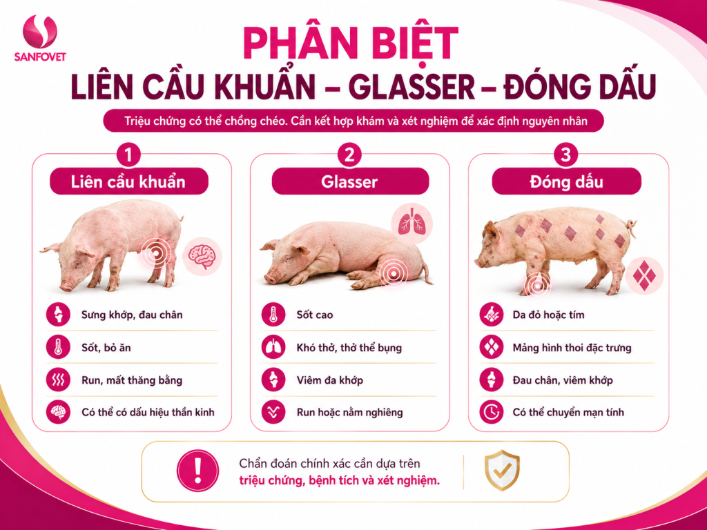 Bảng phân biệt liên cầu khuẩn, bệnh Glasser và bệnh đóng dấu trên heo