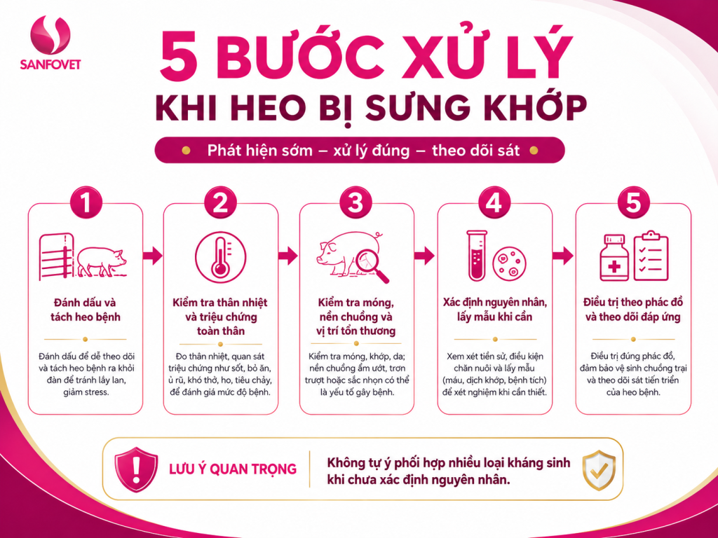 Quy trình năm bước xử lý khi phát hiện heo bị sưng khớp và đi lại khó khăn