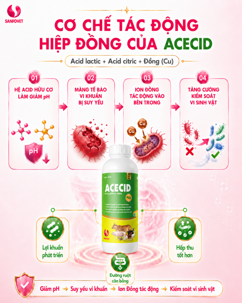 ACECID – Công thức acid hữu cơ – khoáng đa tác động cho đường ruột vật nuôi