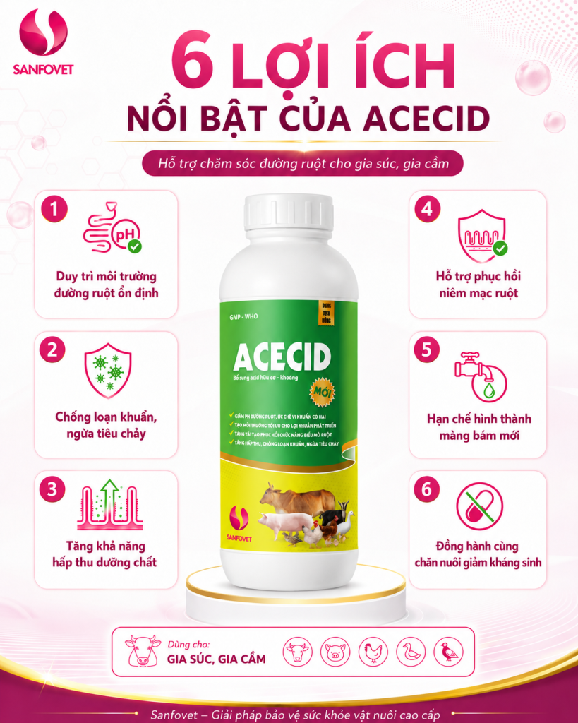 ACECID – Công thức acid hữu cơ – khoáng đa tác động cho đường ruột vật nuôi