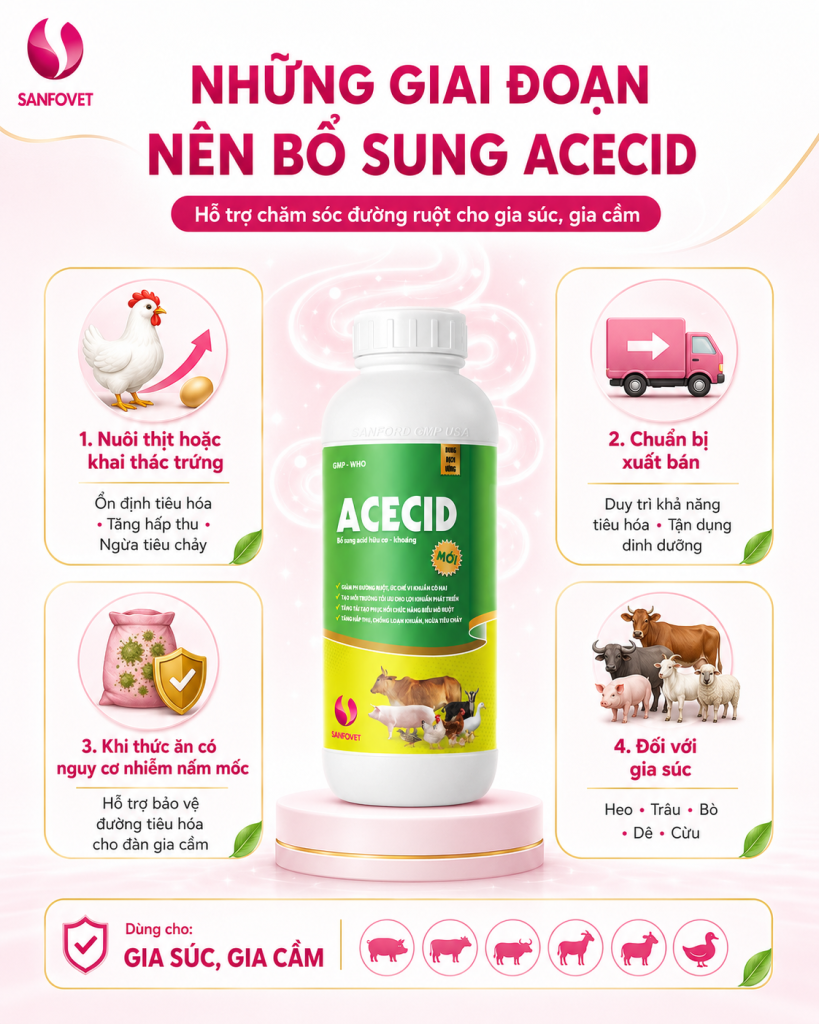 ACECID – Công thức acid hữu cơ – khoáng đa tác động cho đường ruột vật nuôi
