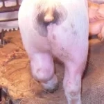 Heo bị viêm khớp, sưng chân và đi lại khó khăn trong chuồng nuôi